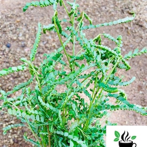 May include: A bunch of green leafy plants with small green berries. The plant is called Ceylon Spinach.