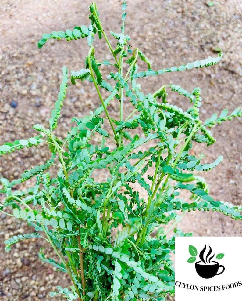 May include: A bunch of green leafy plants with small green berries. The plant is called Ceylon Spinach.