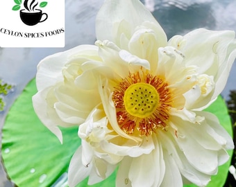 10 Nymphaea Alba Seeds | White Lotus / European Water Lily