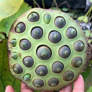 de 500 graines de Nelumbo nucifera Haricot égyptien Lotus sacré Germination testée Sélectionnez la quantité de graines image 7