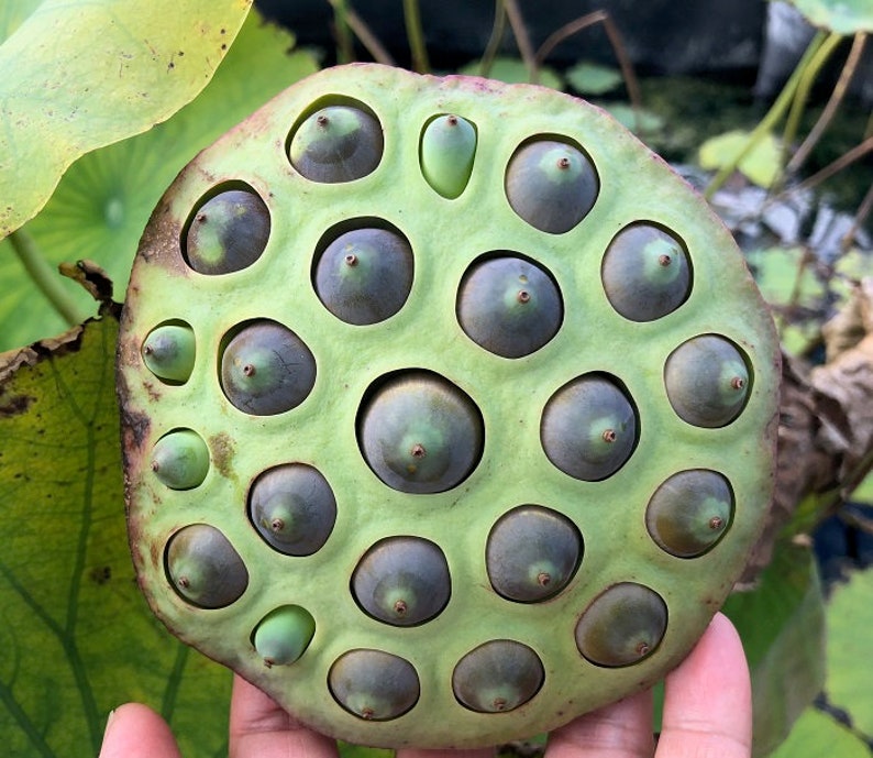 500 Nelumbo nucifera seeds pack Egyptian Bean Sacred Lotus Germination Tested Select Seeds Amount image 7