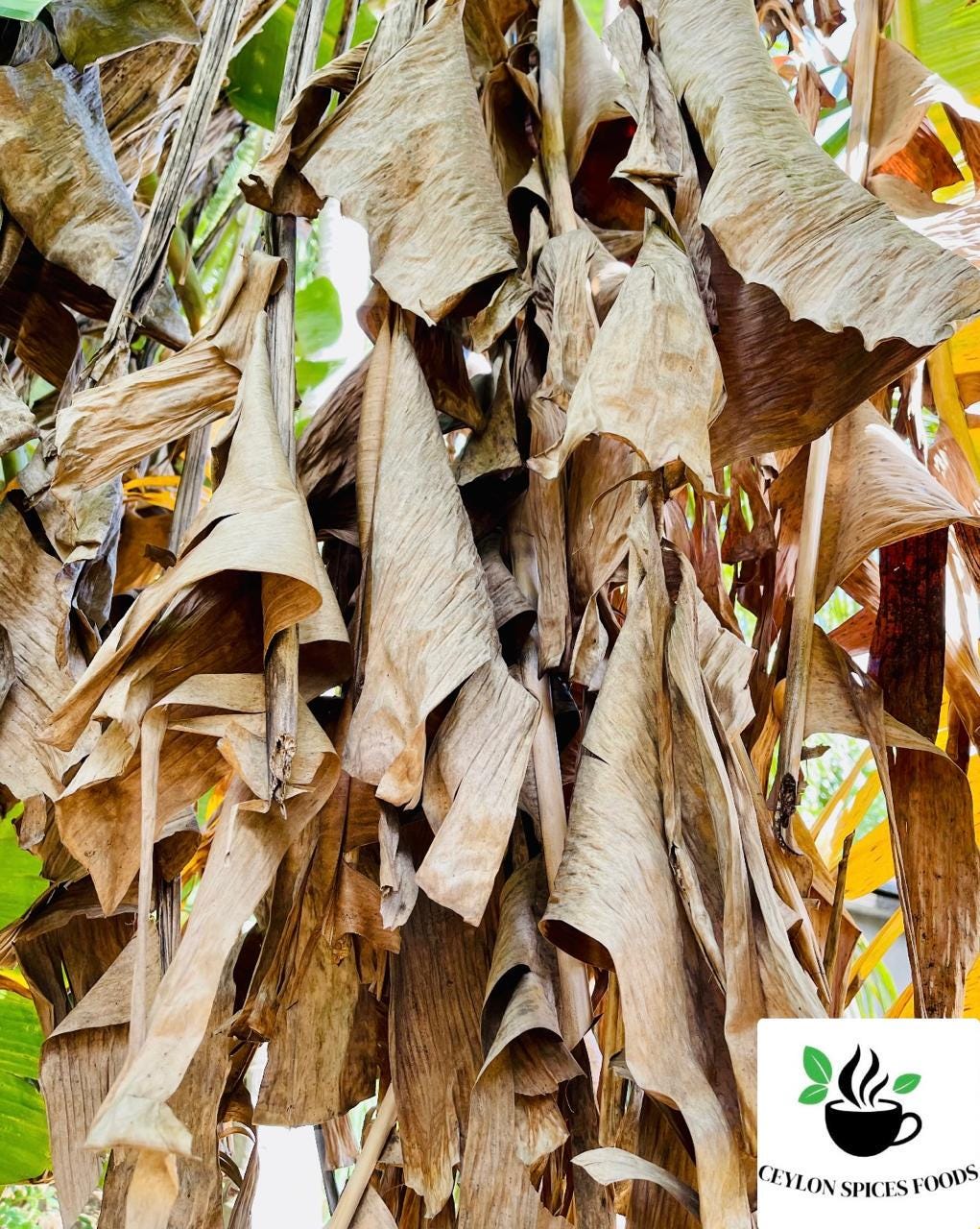 Banana Tree Leaves for Betta Fish Care - Etsy