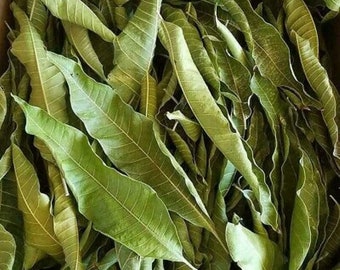 Mango Leaves,  herbs leaves for tea lovers!