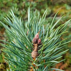 Pine needles leaves & powder for herb tea