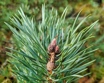 Aiguilles de pin, feuilles et poudre pour tisane