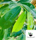 Dried Soursop Leaves Natural Graviola Tea, Annona Muricata product logo