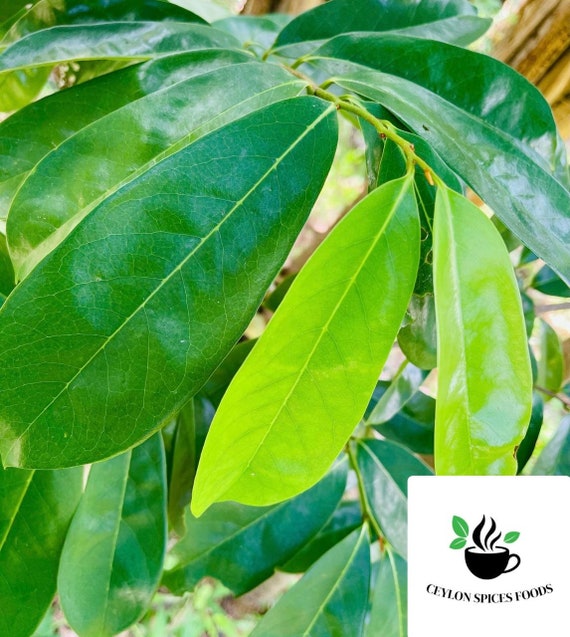 1000+ Soursop Leaves, Natural Graviola Tea leaves, Dried Annona Muricata leaves, Select Amount