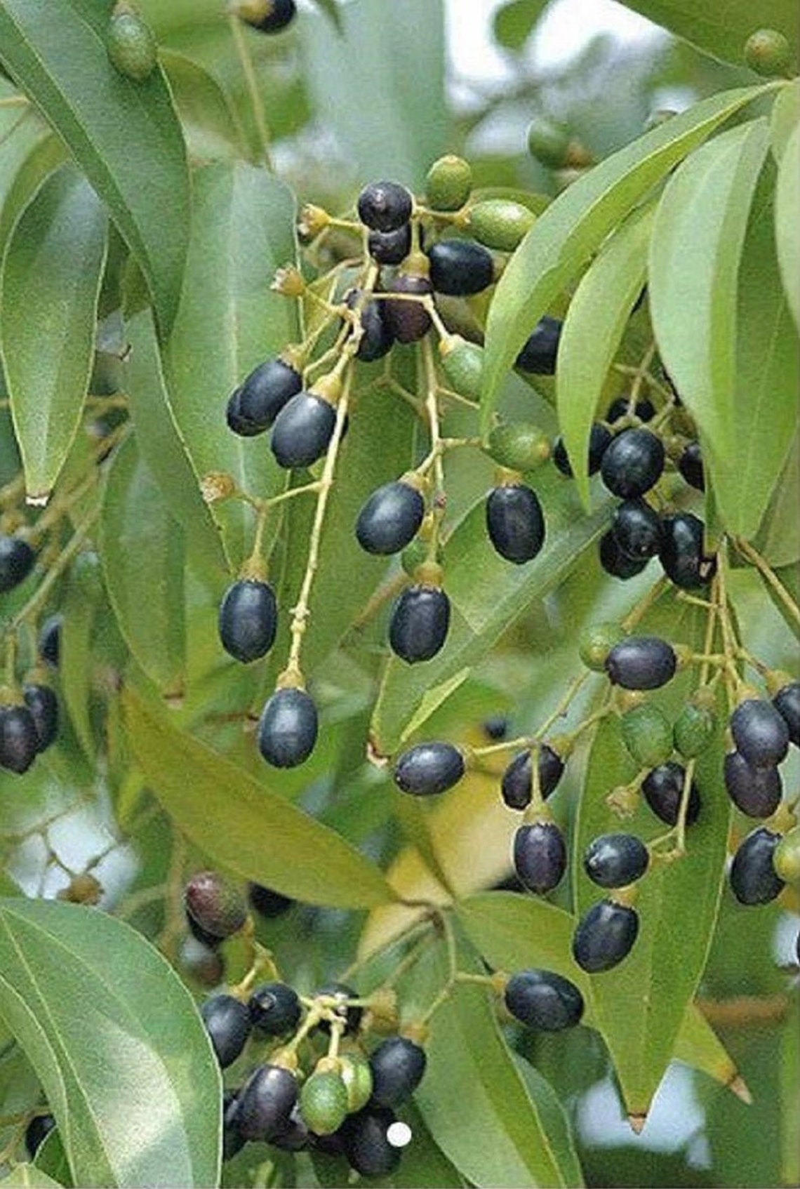 Ceylon Cinnamon Seeds for planting & cultivate Cinnamomum Etsy