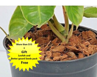Organic Coconut Activated Charcoal for Orchids /Anthurium and other plants Organic Coconut Activated Charcoal for Orchids /Anthurium and other plants
