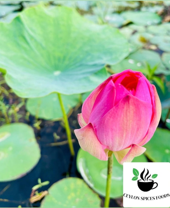 Semi Di Ninfee Biologiche - 5 Pezzi Per Laghetto, Acquario O Giardino - Piante Acquatiche Resistente - Foto 8