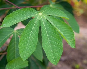 Maniokblätter, natürlich getrocknetes Maniokblatt, Maniok Manihot esculenta, alliiert gewachsen