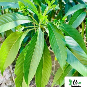 Puede incluir: Primer plano de hojas verdes vibrantes con venas prominentes, que muestran una planta exuberante. La imagen destaca la textura natural y las variaciones de color del follaje. Un logotipo de Ceylon Spices Foods está en la esquina inferior derecha.