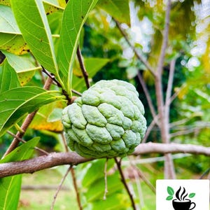 Sugar Apple Seeds, Green Custard Apple Seeds, Tropical Fruit Seeds for Home Gardening