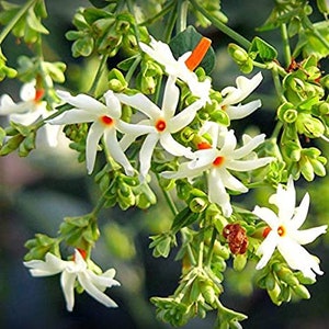 100+ Nyctanthes Arbor-tristis, Night Flowering Coral Jasmine Seeds, Select Seeds Amount