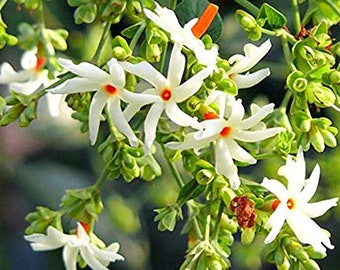 100+ Nyctanthes Arbor-tristis, semi di gelsomino corallo a fioritura notturna, quantità di semi selezionati