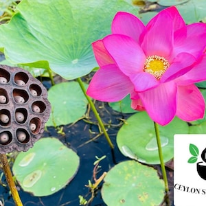 100+ Nelumbo nucifera seeds pack, Sacred Lotus Plant seeds, Pink Lotus Seeds, Germination tested, Select the amount