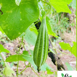 Loofah Seeds Pack Home Gardening & Crafting Sponges