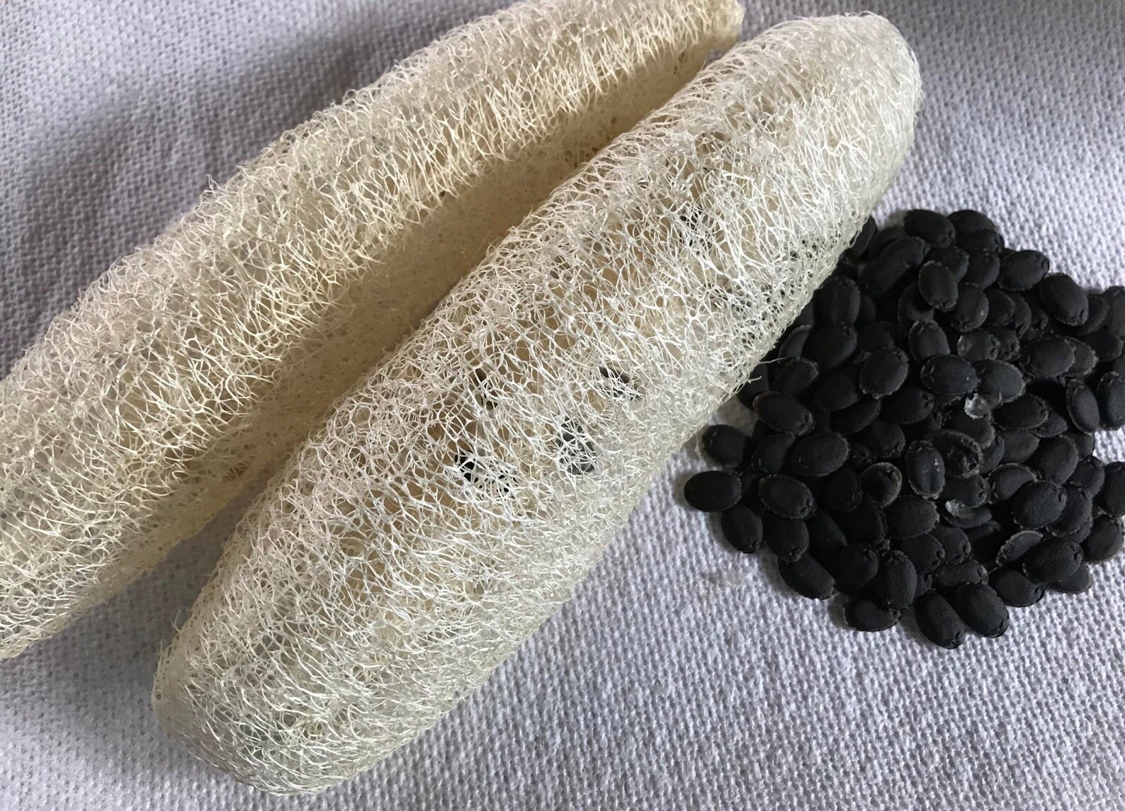 Organic Loofah Seeds Natural Luffa Seeds for Home Grown Exotic Etsy