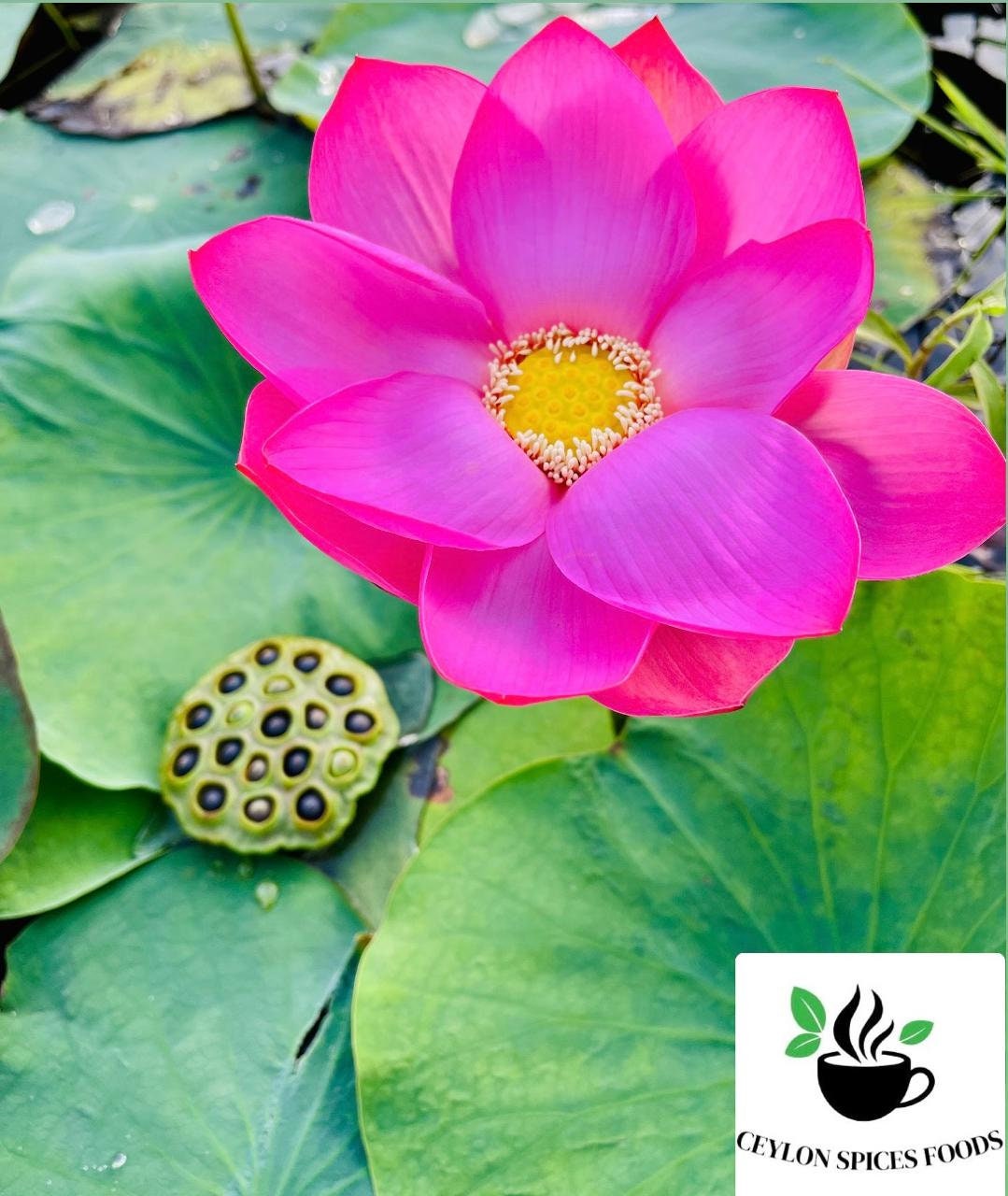 Pianta Acquatica Fiori Rosa Semi Di Loto Rosa (Nelumbo Nucifera - Foto 2