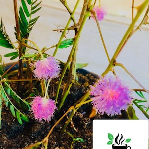 May include: A Mimosa pudica plant with vibrant, spherical, light purple flowers and delicate, feathery green leaves growing in dark soil. A white square logo in the corner features a black coffee cup icon with green leaves and the text CEYLON SPICES FOODS.
