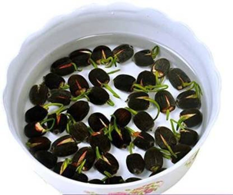500 Nelumbo nucifera seeds pack Egyptian Bean Sacred Lotus Germination Tested Select Seeds Amount image 6