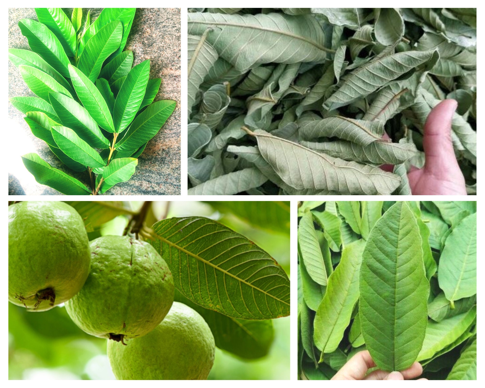 Hojas de guayaba hoja de guayaba natural 100 pura hojas de Etsy México