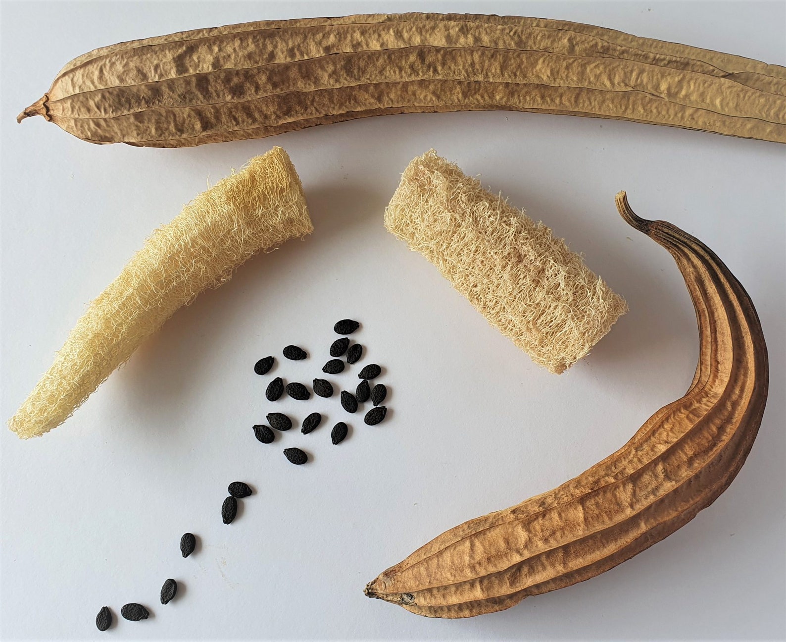 Organic Loofah Seeds Natural Luffa Seeds for Home Grown Exotic Etsy UK
