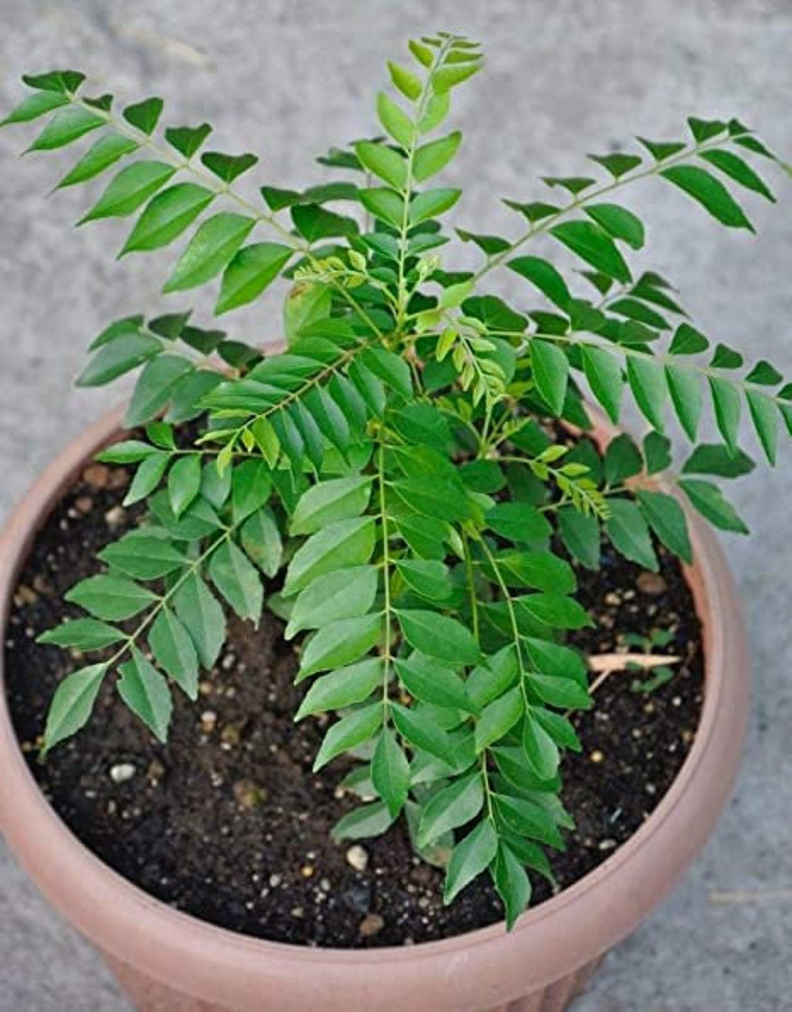 Curry leaves seeds Sri lankan Dried Curry leaf seeds for home Etsy