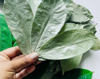 1000+ Soursop Leaves, Naturally Dried Graviola Leaves for tea, Select amount
