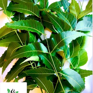 Neem leaves pack, Dried Azadirachta Indica