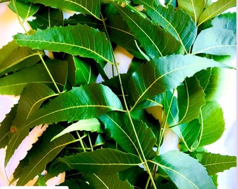 Neem leaves pack, Dried Azadirachta Indica