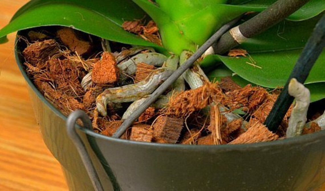 Coconut Husk Chip Coco chips Fiber Chips Flowers Vegitables Etsy