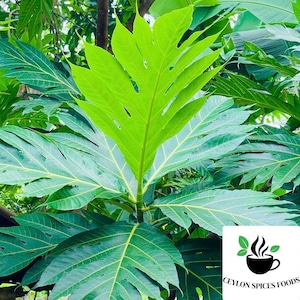 10 Breadfruit leaves, Dried Artocarpus Altilis leaves and cut leaves, Select amount