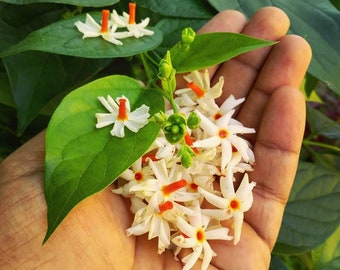 50+ Nyctanthes Arbor-tristis, semi di gelsomino corallo a fioritura notturna, quantità di semi selezionati