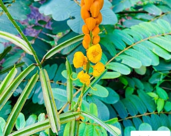 May include: A close-up of a yellow flower blooming on a green plant. The flower is in the centre of the image and is surrounded by green leaves.