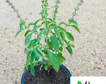 Rama Tulsi, Holy Basil, Ocimum Sanctum live seeds pack for home gardening