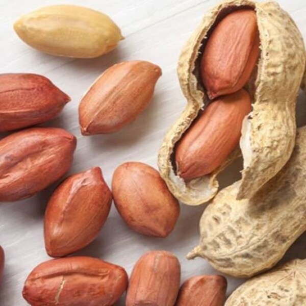 Plus de 500 graines de cacahuètes, graines de cacahuètes anciennes, graines sans OGM, cacahuètes de Virginie, taux élevé de germination réussie, quantité de graines sélectionnée