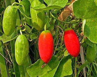 Coccinia grandis Seeds, Ivy gourd Seeds Pack, scarlet gourd, tindora Seeds for home gardening