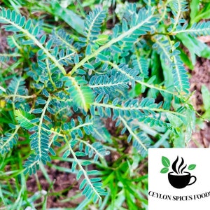 Può includere: Primo piano di una pianta verde a foglia con foglie piccole e delicate. La pianta sta crescendo in un giardino.