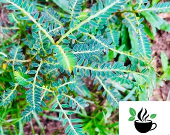 200g+ Chanca piedra, Stone Breaker, Phyllanthus niruri for tea making, Select weight