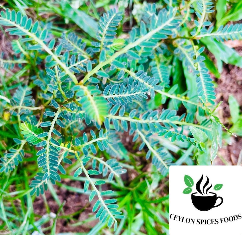 May include: Close-up of a green leafy plant with small, delicate leaves. The plant is growing in a garden setting.