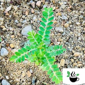 Può includere: Primo piano di una piccola pianta verde che cresce in un letto di ghiaia. La pianta ha diverse foglie lunghe e sottili con una punta appuntita. La pianta è circondata da piccoli ciottoli marroni.