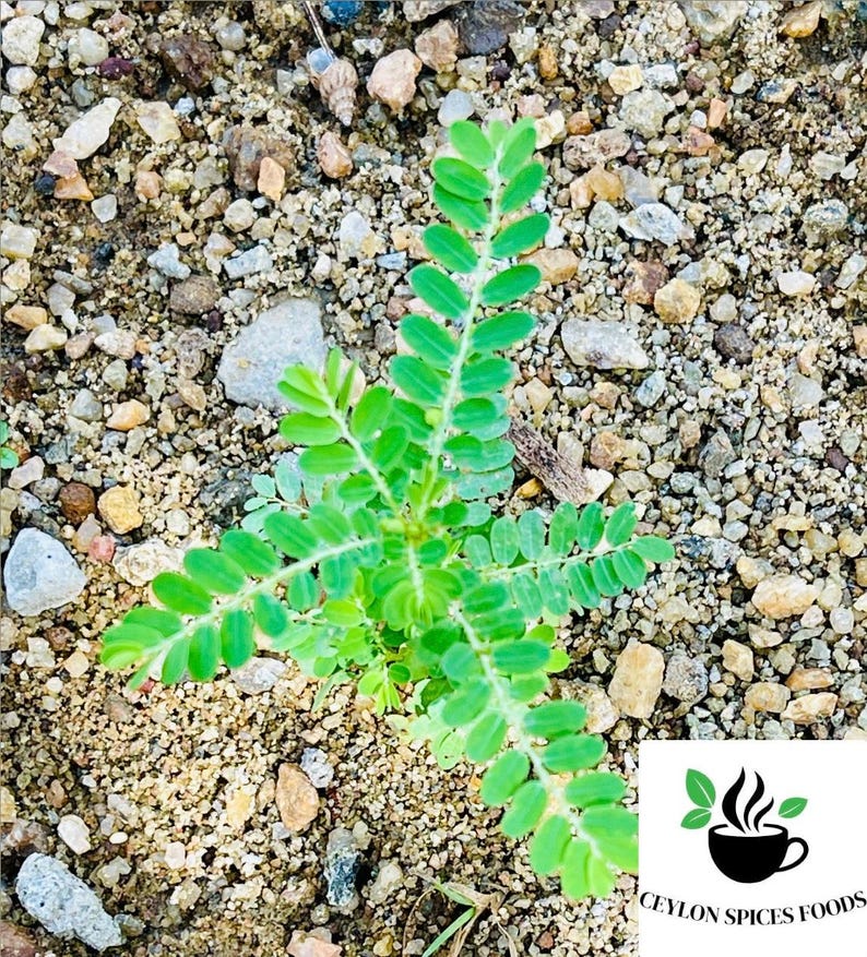 May include: A close-up of a small green plant growing in a bed of gravel. The plant has several long, thin leaves with a pointed tip. The plant is surrounded by small, brown rocks.