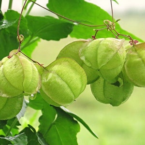 100 Balloon Vine Seeds, Cardiospermum Halicacabum, Love in a Puff seeds, Heart Vine Seeds, Select Seeds amount image 4