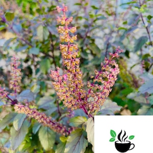 Krishna Tulsi, paarse heilige basilicum, Ocimum Sanctum-pakket met levende zaden