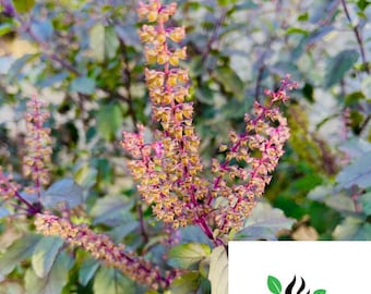 Krishna Tulsi, Purple Holy Basil, Ocimum Sanctum live seeds pack