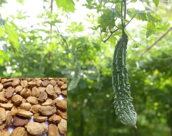 Bitter gourd seeds, Bitter melons seeds, Momordica charantia seeds for home gardening