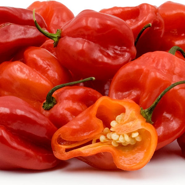 Graines de piment Scotch Bonnet, paquet de 10 graines et plus, livraison gratuite