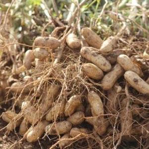 Graines de cacahuètes, cacahuètes anciennes, cacahuètes de Virginie, quantité sélectionnée image 2