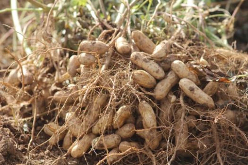 Graines de cacahuètes, cacahuètes anciennes, cacahuètes de Virginie, quantité sélectionnée image 2